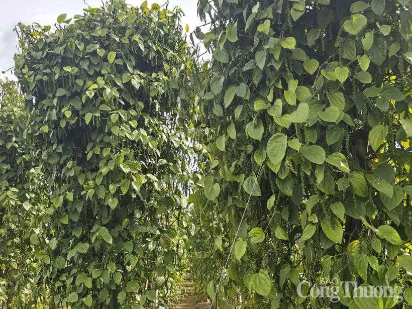 Những vườn tiêu xanh tốt được trồng ở tỉnh Gia Lai