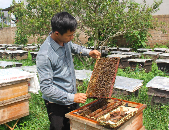 Nghề nuôi ong mật vất vả nhưng mang lại thu nhập ổn định cho nhiều gia đình tại Vân Hồ, trong đó có gia đình anh Khính. Ảnh: Báo Sơn La