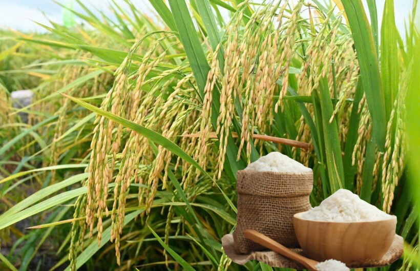 Giá lúa gạo hôm nay ngày 22/6 và tuần qua đều tăng. Ảnh: Thanh Minh.