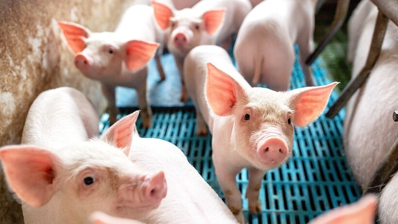 Giá heo hơi hôm nay 22/6/2025: Dao động từ 68.000 - 73.000 đồng/kg.
