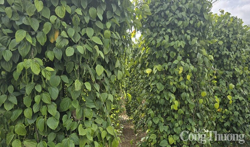 Những vườn tiêu xanh tốt được trồng ở Đắk Nông