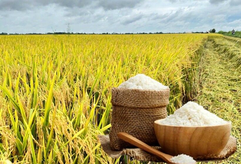 Giá lúa gạo hôm nay ngày 24/6: Biến động trái chiều. Ảnh: Thanh Minh.