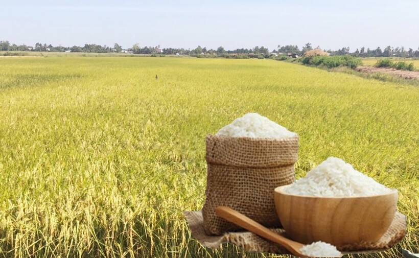 Giá lúa gạo hôm nay ngày 11/7: Thị trường lặng sóng. Ảnh: Thanh Minh.