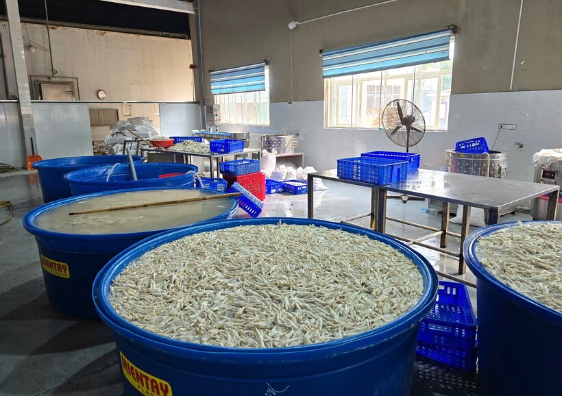 Hơn 13 tấn chân gà đông lạnh, ngâm tẩm hóa chất bị phát hiện trước khi tuồn ra thiij trường làm thức ăn. Ảnh: Quốc Huy