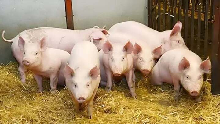 Giá heo hơi hôm nay 17/7/2025: Tiếp tục giảm ở cả 3 miền