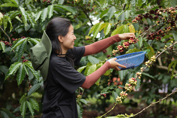 Nông dân tỉnh Đắk Lắk thu hoạch cà phê
