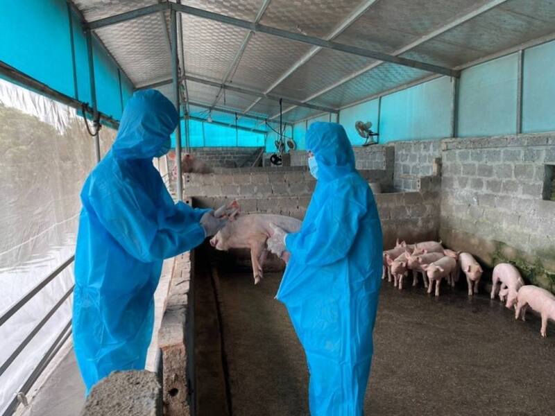 UBND tỉnh Lào Cai yêu cầu các địa phương tăng cường kiểm tra, giám sát, phun tiêu độc khử trùng và hướng dẫn người dân thực hiện nghiêm ngặt các biện pháp phòng bệnh dịch. Ảnh: CTTĐTLC