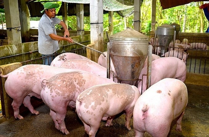 Giá heo hơi hôm nay ngày 2/8/2025: Miền Bắc tiếp đà tăng, miền Trung giảm sâu