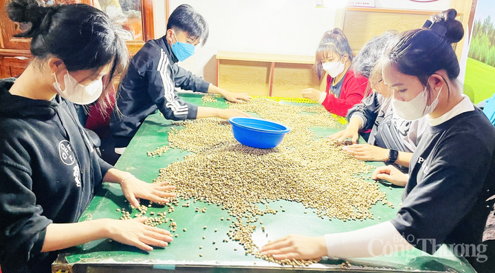 ựa chọn những hạt cà phê đạt tiêu chuẩn trước khi tiến hành rang xang, thành phẩm
