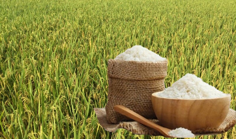 Giá lúa gạo hôm nay ngày 10/8 và tuần qua gạo xuất khẩu tăng mạnh, lúa tươi vững giá. Ảnh: Thanh Minh.
