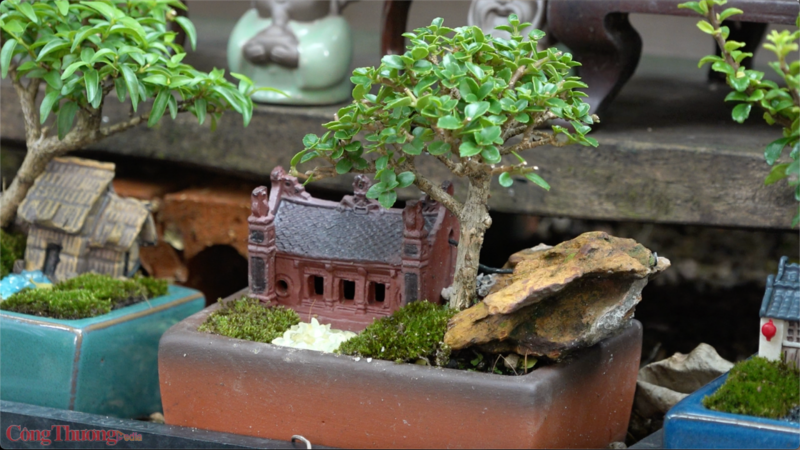 Một chậu bonsai mini tiểu cảnh. Ảnh: Quỳnh Trang