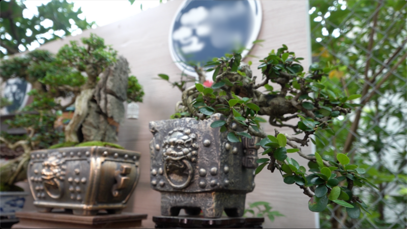 Một vài dáng bonsai mini tầm trung. Ảnh: Quỳnh Trang