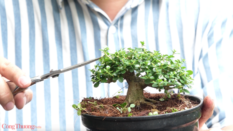Phôi cây của bonsai mini. Ảnh: Quỳnh Trang