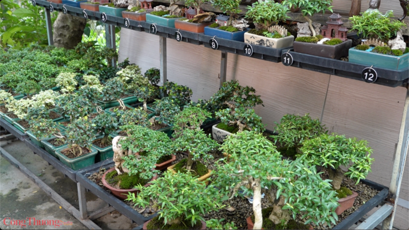 Đa dạng các giống bonsai mini được bán phổ biến. Ảnh: Quỳnh Trang
