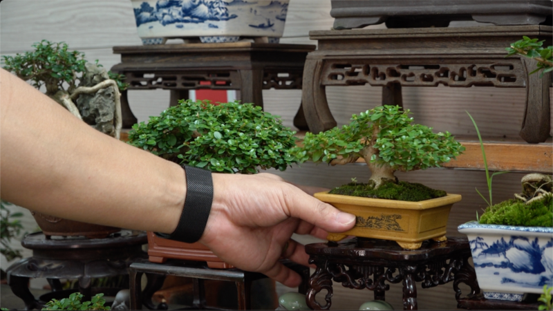 Một số dáng cây có giá dao động từ 3 - 5 triệu đồng. Ảnh: Quỳnh Trang