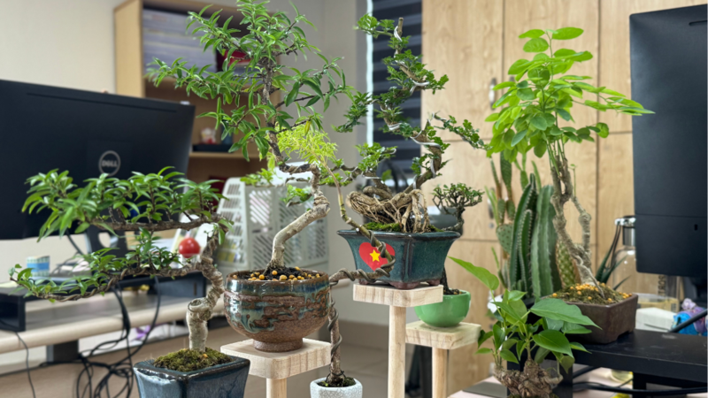 Hình ảnh bonsai mini tại văn phòng