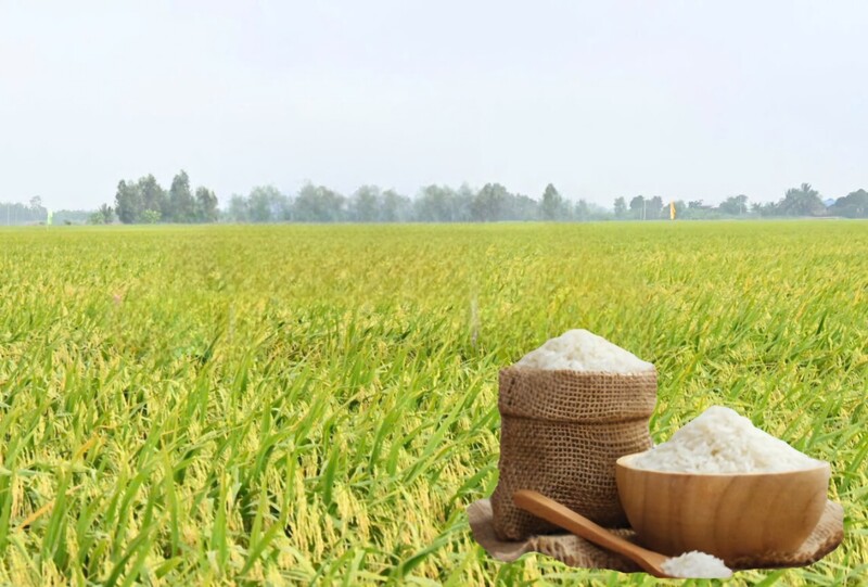 Giá lúa gạo hôm nay ngày 15/8: Gạo bình giá, lúa tươi xu hướng giảm. Ảnh: Thanh Minh.