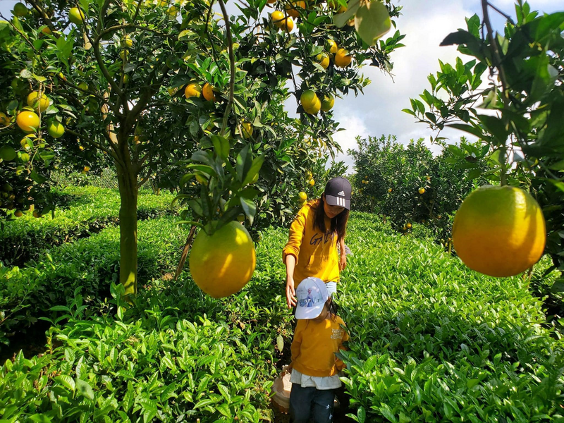 Du khách tham quan vườn cam ly tại phường Vân Sơn. Ảnh: Vườn cam ly