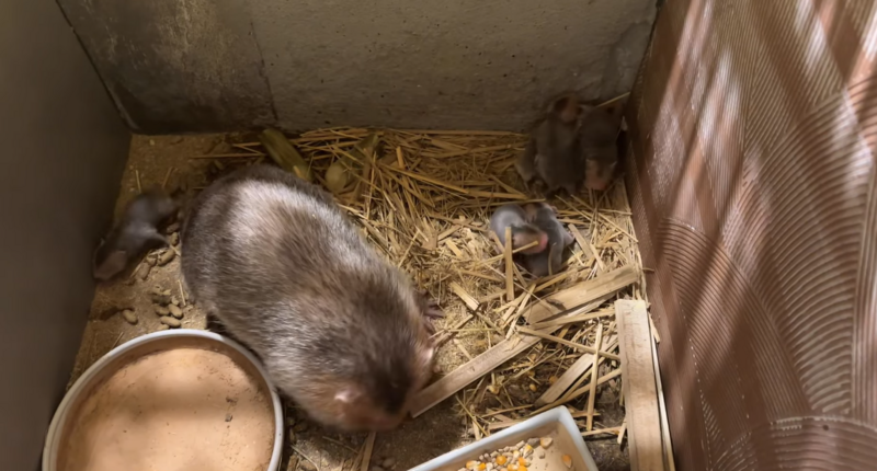 Mỗi con dúi trưởng thành mỗi ngày chỉ cần 500 đồng tiền thức ăn. Ảnh: N.V