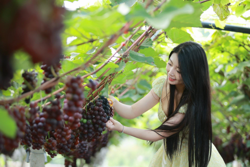 Khách du lịch checkin tại vườn nho của Hợp tác xã Dịch vụ và phát triển nông nghiệp 19/8. Ảnh: Hợp tác xã Dịch vụ và phát triển nông nghiệp 19/8