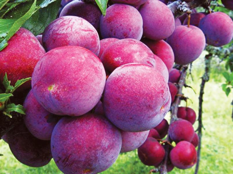 Mận Bắc Hà nổi tiếng nhờ có độ giòn và vị ngọt thanh, chua nhẹ. Ảnh minh hoạ