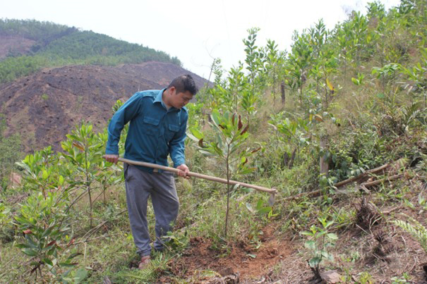 Người dân xã Châu Sơn (mới) chăm sóc rừng cây keo