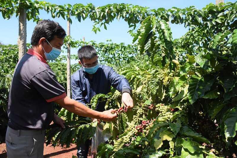 Cà phê là sản phẩm quan trọng của đồng bào dân tộc thiểu số Gia Lai (Ảnh: Vĩnh Hiệp)
