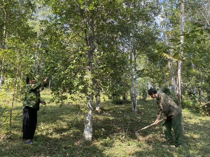 Cây hồi cũng là cây gia vị nổi tiếng của Cao Bằng