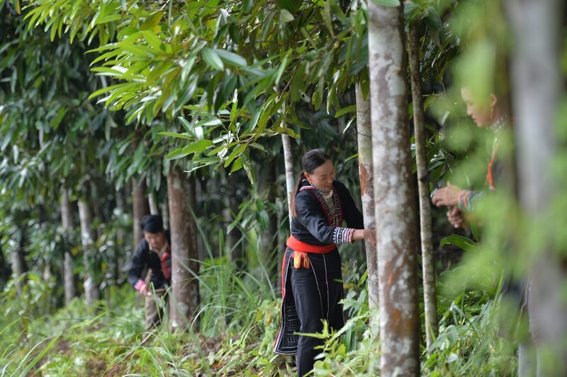 Cây quế là cây trồng cho giá trị kinh tế cao của Cao Bằng