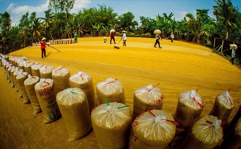 Thị trường lúa gạo đứng trước ngã rẽ với nhiều kịch bản trái chiều.
