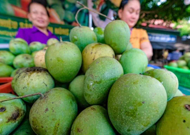 Các lễ hội xoài, sự kiện xuất khẩu lô hàng đầu tiên được tổ chức hằng năm không chỉ mang tính quảng bá, mà còn là dịp để doanh nghiệp, HTX và nông dân ký kết hợp đồng