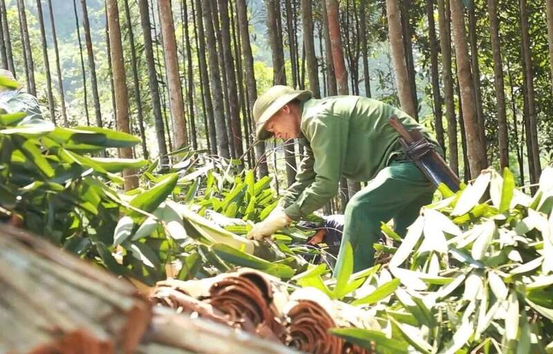 Quế hiện là cây trồng chủ lực của xã Bảo Yên (tỉnh Lào Cai) với hơn 25.000ha.