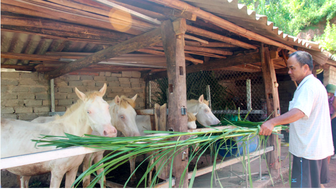 Mô hình chăn nuôi ngựa bạch có giá trị kinh tế cao. Ảnh minh hoạ