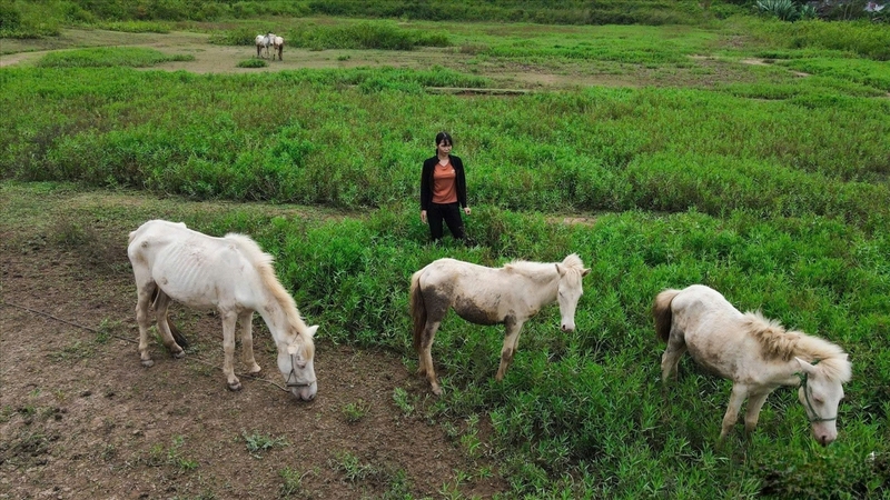 Chăn nuôi ngựa giúp người dân vùng xã Phong Vân cải thiện sinh kế. Ảnh minh hoạ