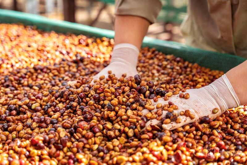 Cà phê là mặt hàng xuất khẩu chủ lực của tỉnh Gia Lai. Ảnh: Hiền Mai