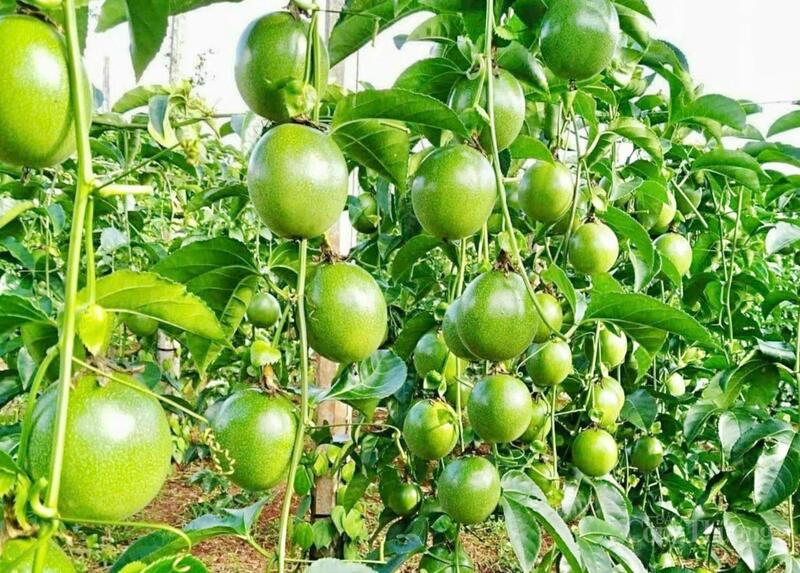 Chanh dây là một trong những mặt hàng xuất khẩu chủ lực của tỉnh Gia Lai. Ảnh: Hiền Mai