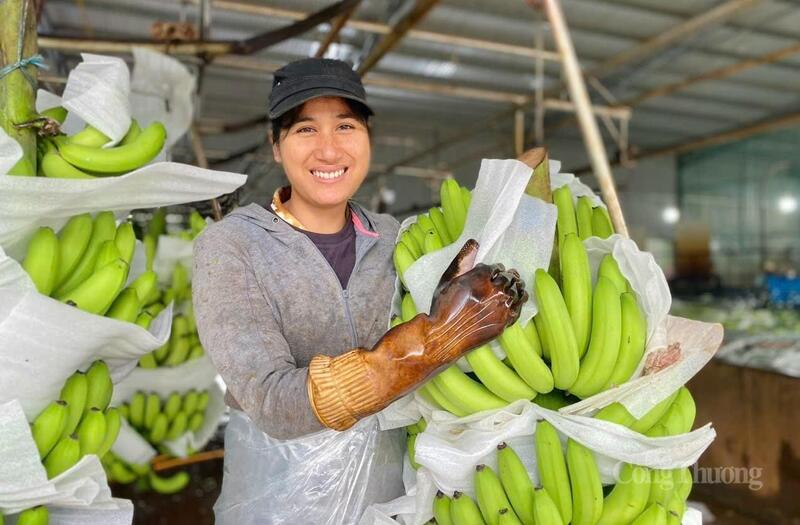 Sản xuất chuối tại Công ty Cổ phần Nông nghiệp công nghệ cao Hưng Sơn. Ảnh: Hiền Mai