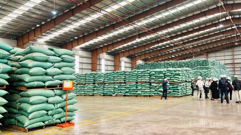 Tỉnh Gia Lai có hơn 107.000 ha cà phê, sản lượng khoảng 333.000 tấn. Ảnh: Hiền Mai