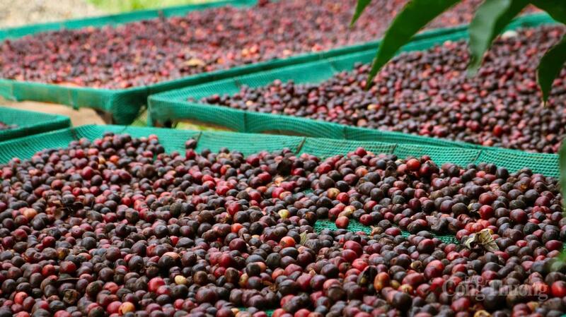 Với 107.400 ha cà phê, tỉnh Gia Lai tự tin tạo ra những hạt cà phê chất lượng cao, đủ sức chinh phục các thị trường khó tính nhất. Ảnh: Hiền Mai