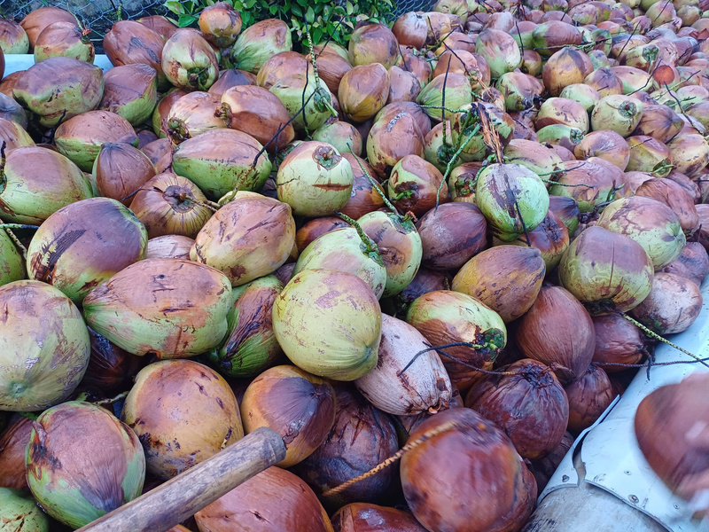 Sau thời gian tăng trưởng mạnh, ngành dừa tươi Việt Nam đang đứng trước những bất ổn rõ rệt. Ảnh: N.H