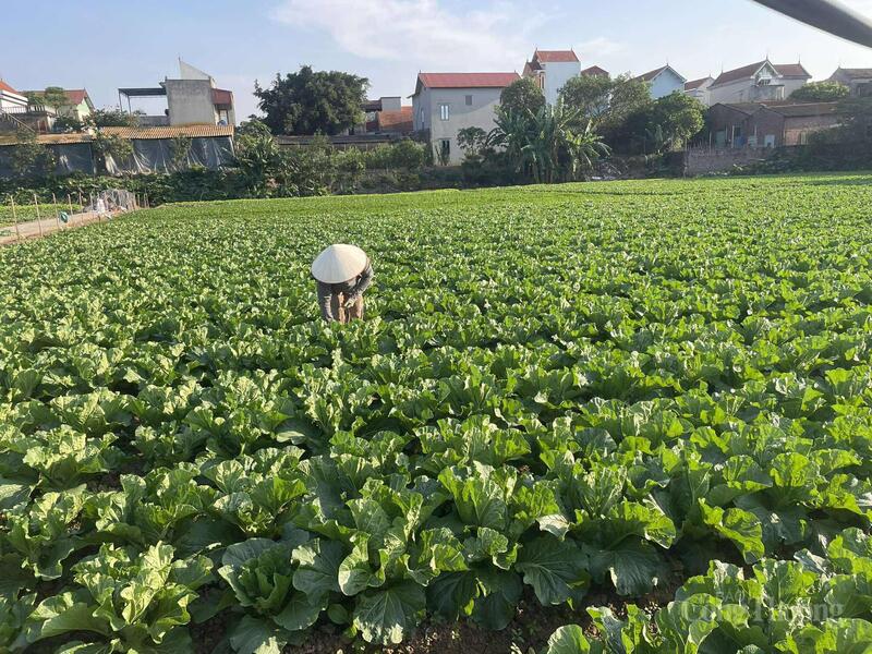 Thành viên hợp tác xã gia tăng sản xuất cho vụ Đông.