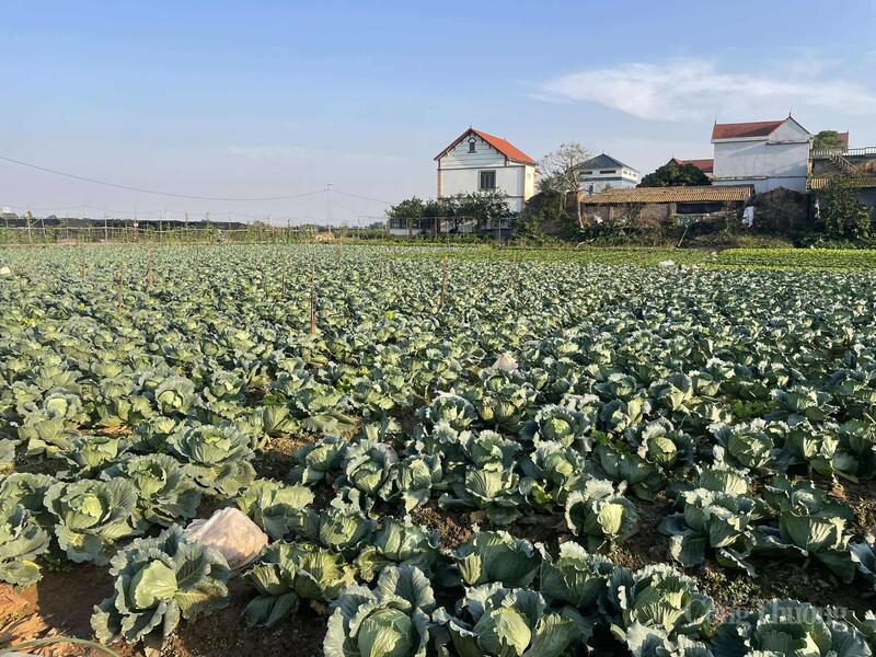 Rau bắp cải tăng giá gần gấp đôi.