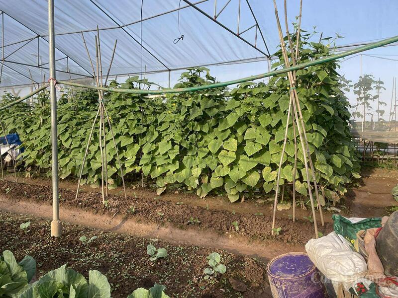 Hợp tác xã rau Văn Đức tăng gia, trồng xen canh các loại rau.