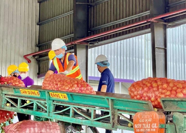 Tổng kim ngạch xuất nhập khẩu hai chiều giữa Gia Lai và Singapore 11 tháng đầu năm 2025 ước đạt 19,1 triệu USD.