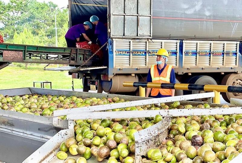 Năm 2025 kim ngạch xuất khẩu của Gia Lai đạt 3,44 tỷ USD, vượt gần 19,7% kế hoạch và tăng 14,7% so với năm 2024.