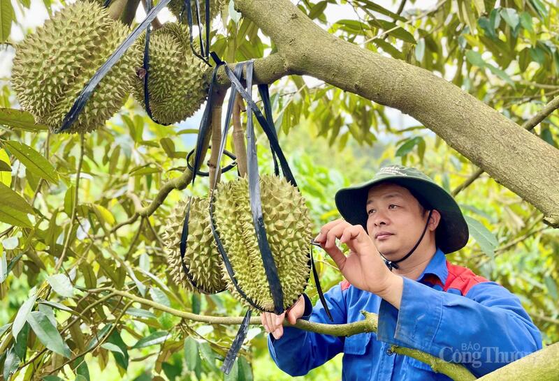 Các loại trái cây như sầu riêng, chuối, chanh dây đã từng bước hoàn thiện tiêu chuẩn để xuất khẩu chính ngạch sang các thị trường lớn.