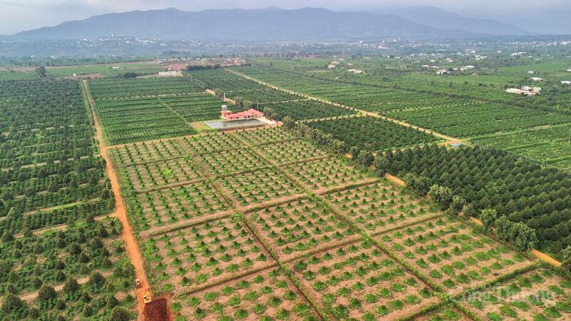 Toàn tỉnh hiện có khoảng 977.000 ha đất sản xuất nông nghiệp, trong đó gần 50% diện tích cây trồng đã áp dụng các tiêu chuẩn canh tác bền vững.