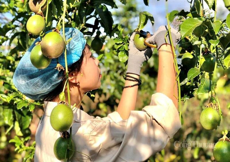 Nông sản Gia Lai nhận được sự quan tâm ngày càng lớn từ các nhà nhập khẩu quốc tế.