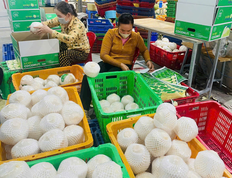 Năm 2025, xuất khẩu dừa và các sản phẩm từ dừa của Việt Nam đạt khoảng 1,15 tỷ USD. Ảnh minh họa