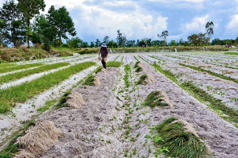 Đặc trưng đất cát tại xã Thăng Bình giúp cho kiệu thu hoạch được củ to và chất lượng hơn. Ảnh: Diễm Phúc